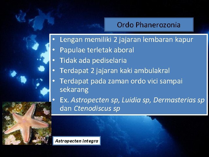 Ordo Phanerozonia Lengan memiliki 2 jajaran lembaran kapur Papulae terletak aboral Tidak ada pediselaria Ordo Phanerozonia Lengan memiliki 2 jajaran lembaran kapur Papulae terletak aboral Tidak ada pediselaria