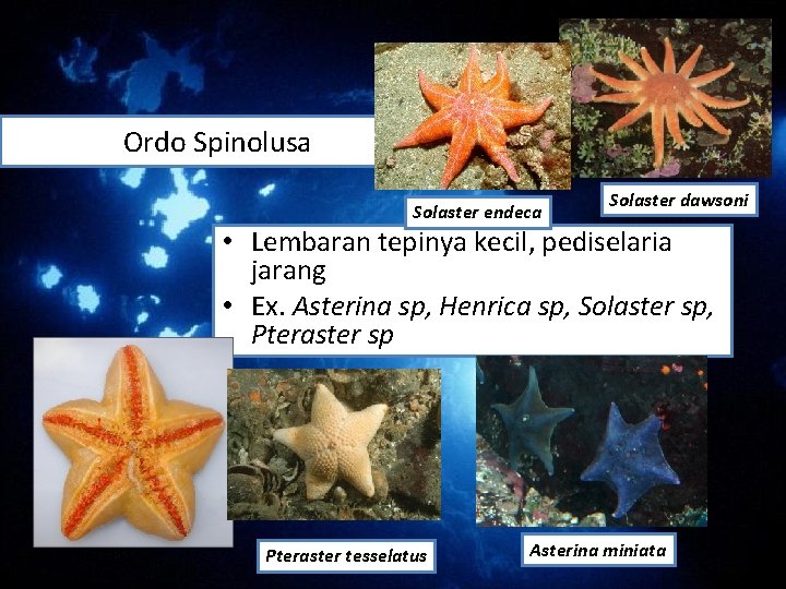 Ordo Spinolusa Solaster endeca Solaster dawsoni • Lembaran tepinya kecil, pediselaria jarang • Ex. Ordo Spinolusa Solaster endeca Solaster dawsoni • Lembaran tepinya kecil, pediselaria jarang • Ex.