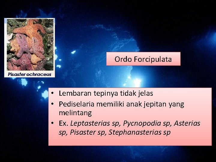 Ordo Forcipulata • Lembaran tepinya tidak jelas • Pediselaria memiliki anak jepitan yang melintang Ordo Forcipulata • Lembaran tepinya tidak jelas • Pediselaria memiliki anak jepitan yang melintang