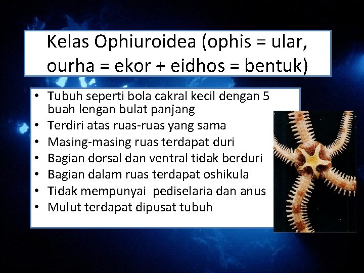 Kelas Ophiuroidea (ophis = ular, ourha = ekor + eidhos = bentuk) • Tubuh Kelas Ophiuroidea (ophis = ular, ourha = ekor + eidhos = bentuk) • Tubuh