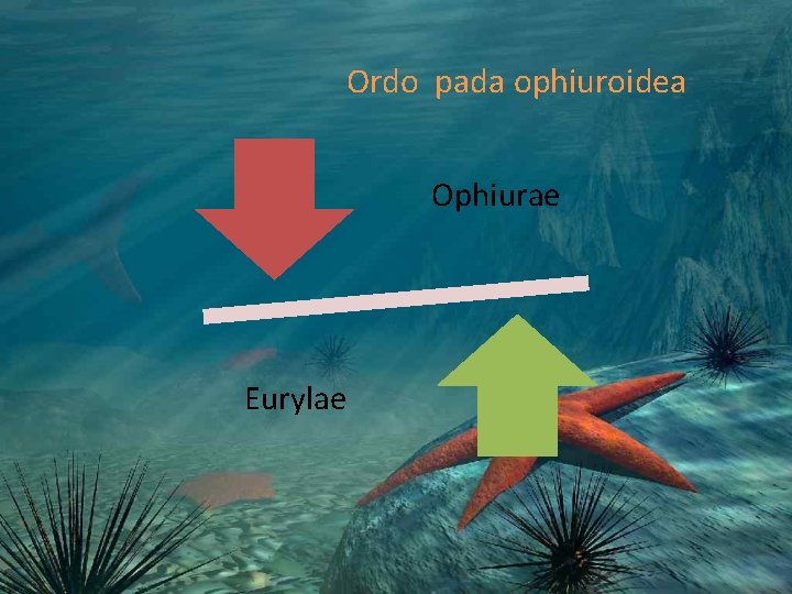 Ordo pada ophiuroidea Ophiurae Eurylae Ordo pada ophiuroidea Ophiurae Eurylae