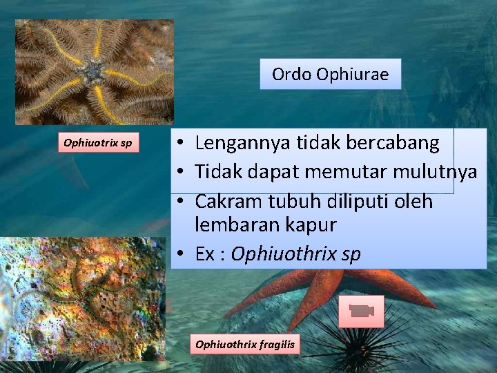 Ordo Ophiurae Ophiuotrix sp • Lengannya tidak bercabang • Tidak dapat memutar mulutnya • Ordo Ophiurae Ophiuotrix sp • Lengannya tidak bercabang • Tidak dapat memutar mulutnya •