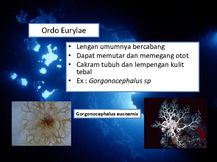 Ordo Eurylae • Lengan umumnya bercabang • Dapat memutar dan memegang otot • Cakram Ordo Eurylae • Lengan umumnya bercabang • Dapat memutar dan memegang otot • Cakram
