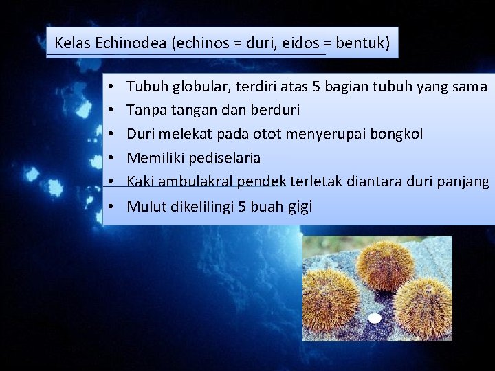 Kelas Echinodea (echinos = duri, eidos = bentuk) • • • Tubuh globular, terdiri Kelas Echinodea (echinos = duri, eidos = bentuk) • • • Tubuh globular, terdiri