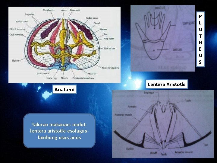 P L U T H E U S Anatomi Saluran makanan: mulutlentera aristotle-esofaguslambung-usus-anus Lentera P L U T H E U S Anatomi Saluran makanan: mulutlentera aristotle-esofaguslambung-usus-anus Lentera