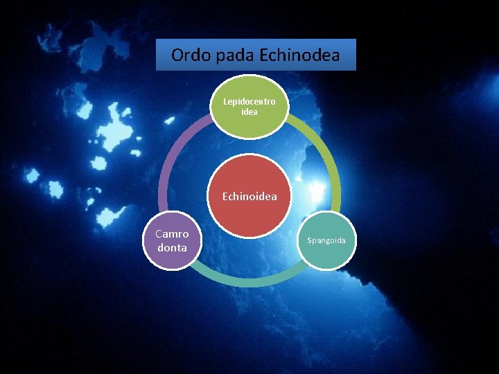 Ordo pada Echinodea Lepidocentro idea Echinoidea Camro donta Spangoida Ordo pada Echinodea Lepidocentro idea Echinoidea Camro donta Spangoida