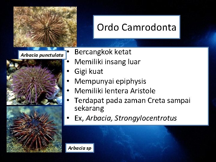 Ordo Camrodonta Arbacia punctulata Bercangkok ketat Memiliki insang luar Gigi kuat Mempunyai epiphysis Memiliki Ordo Camrodonta Arbacia punctulata Bercangkok ketat Memiliki insang luar Gigi kuat Mempunyai epiphysis Memiliki