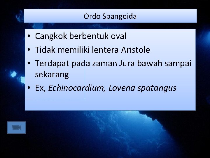 Ordo Spangoida • Cangkok berbentuk oval • Tidak memiliki lentera Aristole • Terdapat pada Ordo Spangoida • Cangkok berbentuk oval • Tidak memiliki lentera Aristole • Terdapat pada