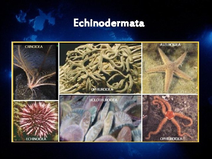 Echinodermata Echinodermata