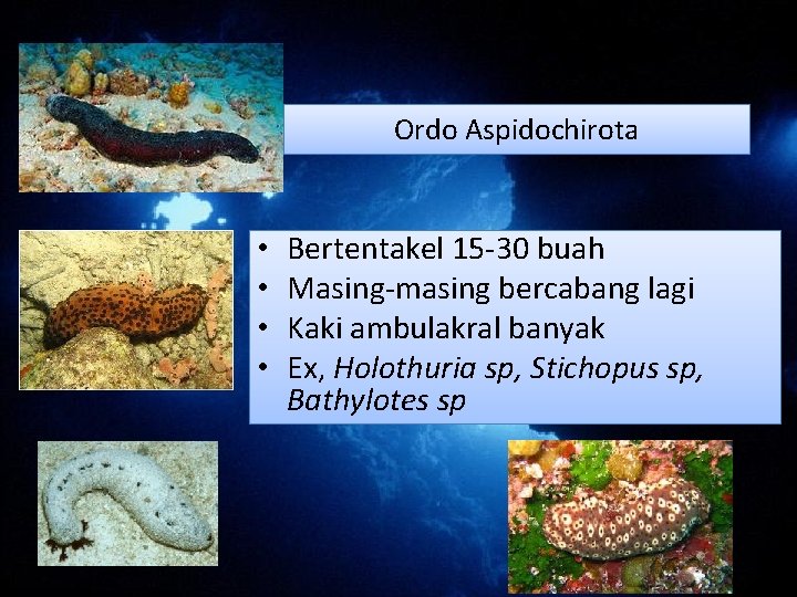 Ordo Aspidochirota • • Bertentakel 15 -30 buah Masing-masing bercabang lagi Kaki ambulakral banyak Ordo Aspidochirota • • Bertentakel 15 -30 buah Masing-masing bercabang lagi Kaki ambulakral banyak
