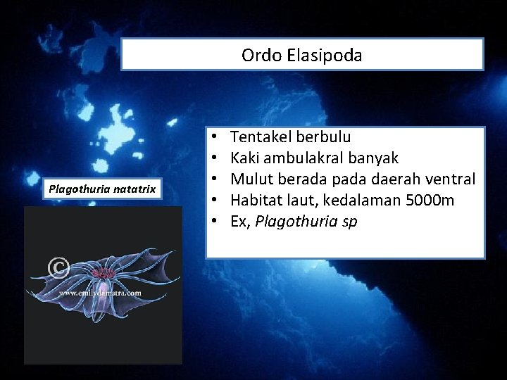 Ordo Elasipoda Plagothuria natatrix • • • Tentakel berbulu Kaki ambulakral banyak Mulut berada Ordo Elasipoda Plagothuria natatrix • • • Tentakel berbulu Kaki ambulakral banyak Mulut berada