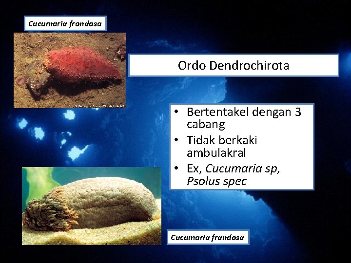 Cucumaria frondosa Ordo Dendrochirota • Bertentakel dengan 3 cabang • Tidak berkaki ambulakral • Cucumaria frondosa Ordo Dendrochirota • Bertentakel dengan 3 cabang • Tidak berkaki ambulakral •