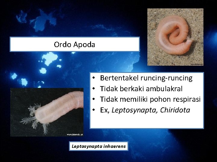 Ordo Apoda • • Bertentakel runcing-runcing Tidak berkaki ambulakral Tidak memiliki pohon respirasi Ex, Ordo Apoda • • Bertentakel runcing-runcing Tidak berkaki ambulakral Tidak memiliki pohon respirasi Ex,