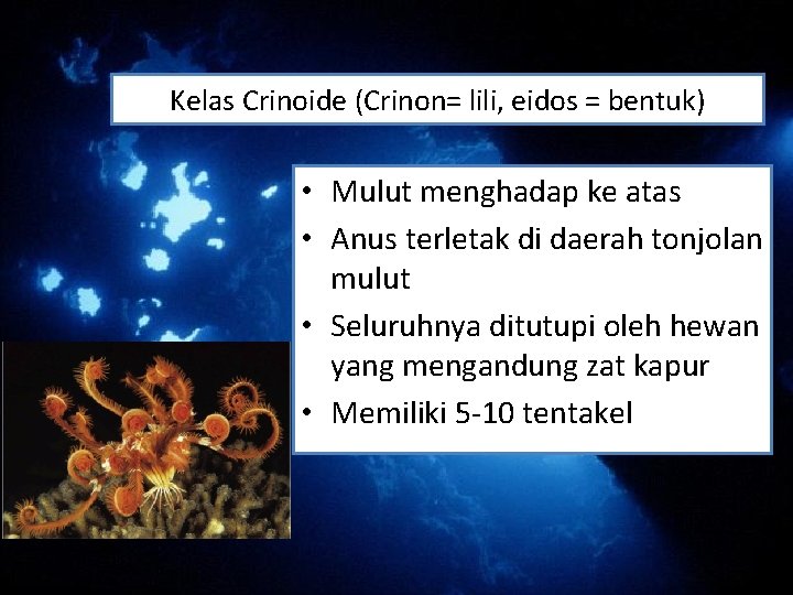 Kelas Crinoide (Crinon= lili, eidos = bentuk) • Mulut menghadap ke atas • Anus Kelas Crinoide (Crinon= lili, eidos = bentuk) • Mulut menghadap ke atas • Anus