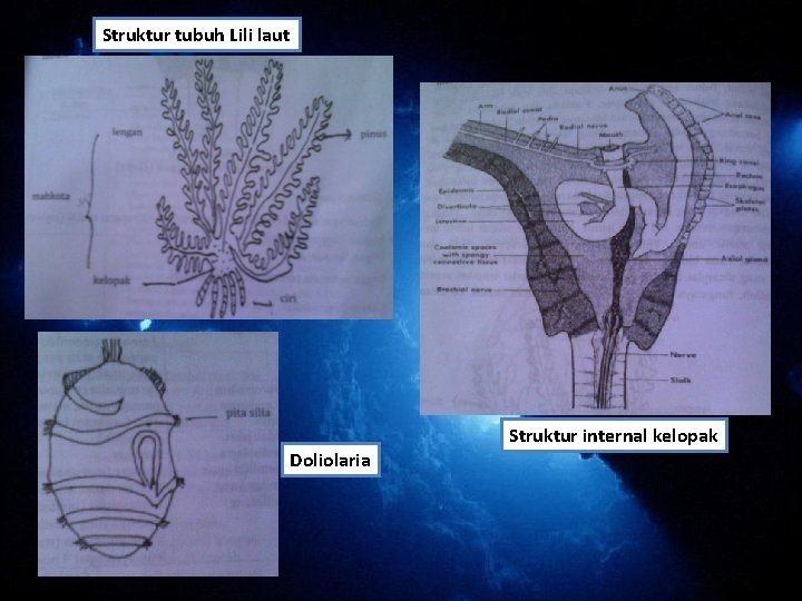 Struktur tubuh Lili laut Doliolaria Struktur internal kelopak Struktur tubuh Lili laut Doliolaria Struktur internal kelopak