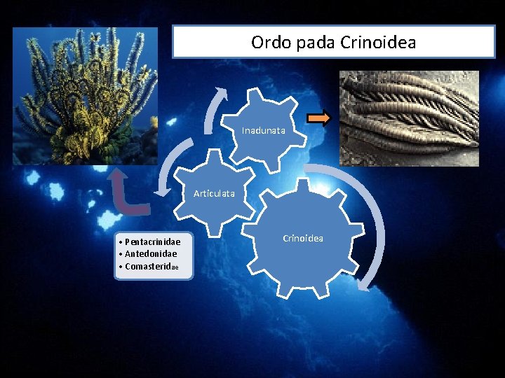 Ordo pada Crinoidea Inadunata Articulata • Pentacrinidae • Antedonidae • Comasteridae Crinoidea Ordo pada Crinoidea Inadunata Articulata • Pentacrinidae • Antedonidae • Comasteridae Crinoidea