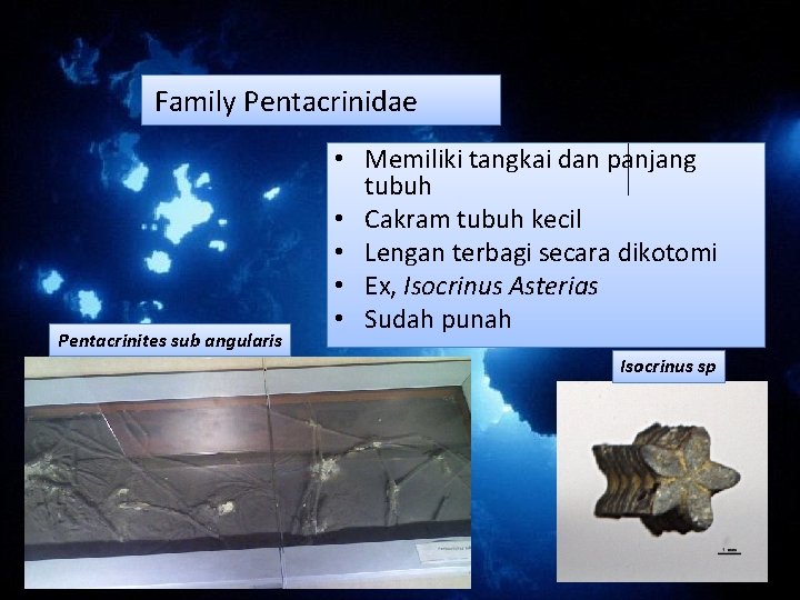 Family Pentacrinidae Pentacrinites sub angularis • Memiliki tangkai dan panjang tubuh • Cakram tubuh Family Pentacrinidae Pentacrinites sub angularis • Memiliki tangkai dan panjang tubuh • Cakram tubuh