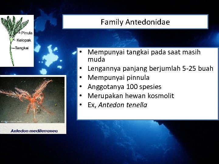 Family Antedonidae • Mempunyai tangkai pada saat masih muda • Lengannya panjang berjumlah 5 Family Antedonidae • Mempunyai tangkai pada saat masih muda • Lengannya panjang berjumlah 5