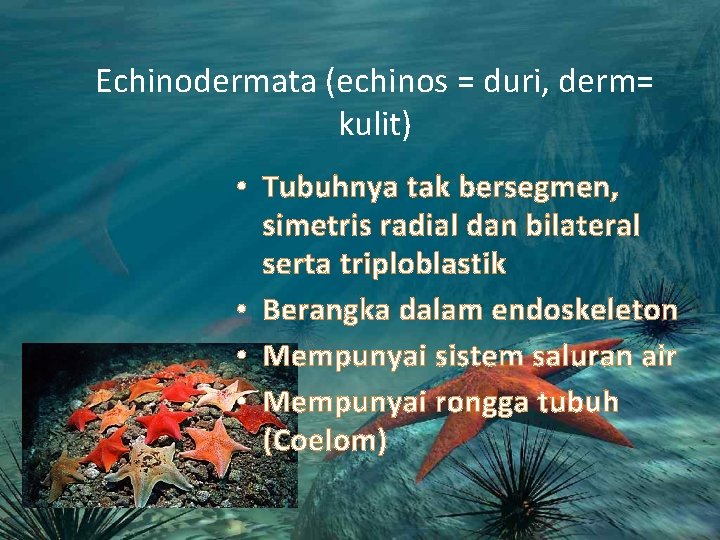 Echinodermata (echinos = duri, derm= kulit) • Tubuhnya tak bersegmen, simetris radial dan bilateral Echinodermata (echinos = duri, derm= kulit) • Tubuhnya tak bersegmen, simetris radial dan bilateral