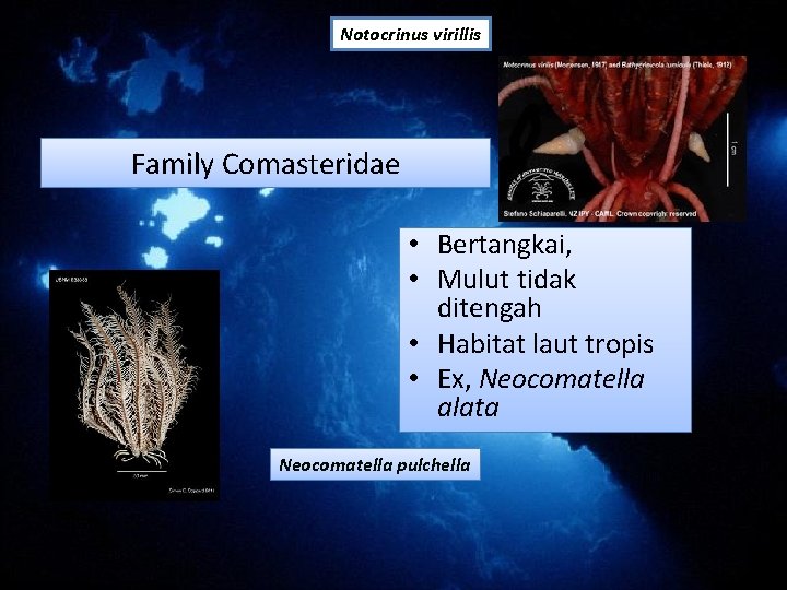 Notocrinus virillis Family Comasteridae • Bertangkai, • Mulut tidak ditengah • Habitat laut tropis Notocrinus virillis Family Comasteridae • Bertangkai, • Mulut tidak ditengah • Habitat laut tropis