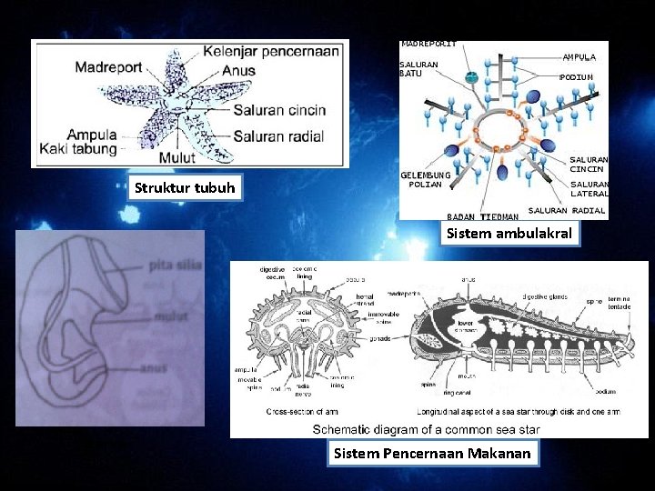 Struktur tubuh Sistem ambulakral Larva Sistem Pencernaan Makanan Struktur tubuh Sistem ambulakral Larva Sistem Pencernaan Makanan