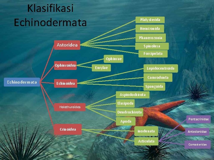 Klasifikasi Echinodermata Platysterida Hemizonida Phanerozonia Astoridea Spinolusa Forcipulata Ophiurae Ophiuroidea Echinodermata Eurylae Lepidocentroida Camrodonta Klasifikasi Echinodermata Platysterida Hemizonida Phanerozonia Astoridea Spinolusa Forcipulata Ophiurae Ophiuroidea Echinodermata Eurylae Lepidocentroida Camrodonta