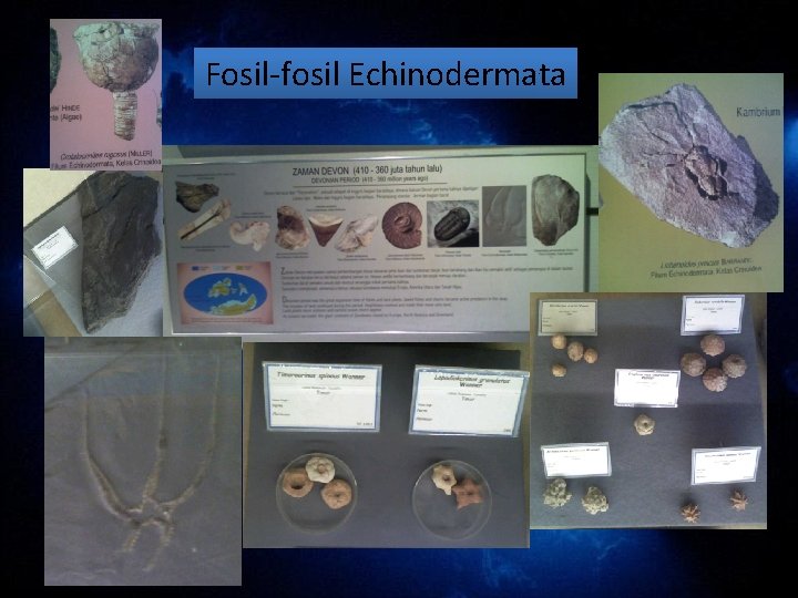 Fosil-fosil Echinodermata Fosil-fosil Echinodermata