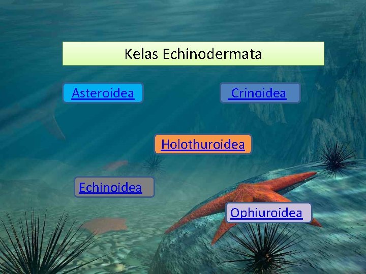 Kelas Echinodermata Asteroidea Crinoidea Holothuroidea Echinoidea Ophiuroidea Kelas Echinodermata Asteroidea Crinoidea Holothuroidea Echinoidea Ophiuroidea
