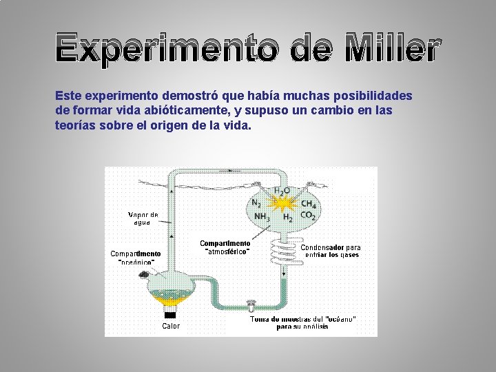 Experimento de Miller Este experimento demostró que había muchas posibilidades de formar vida abióticamente, Experimento de Miller Este experimento demostró que había muchas posibilidades de formar vida abióticamente,