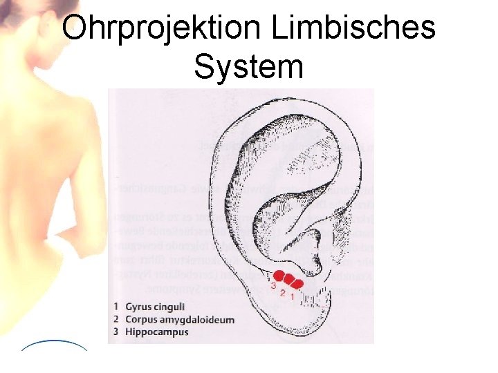 Ohrprojektion Limbisches System 