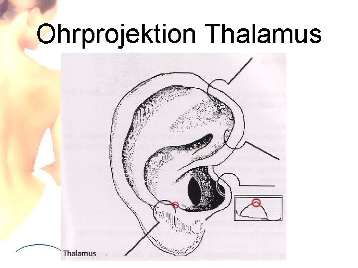 Ohrprojektion Thalamus 