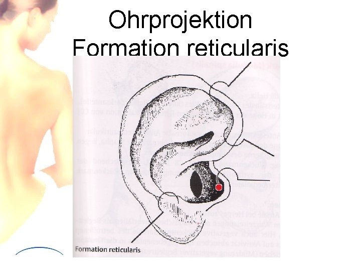 Ohrprojektion Formation reticularis 