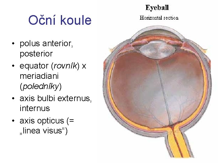 Oční koule • polus anterior, posterior • equator (rovník) x meriadiani (poledníky) • axis