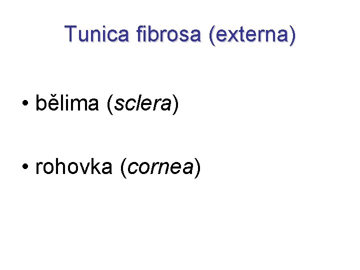 Tunica fibrosa (externa) • bělima (sclera) • rohovka (cornea) 