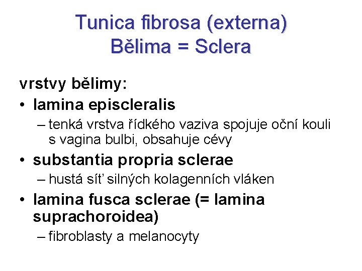 Tunica fibrosa (externa) Bělima = Sclera vrstvy bělimy: • lamina episcleralis – tenká vrstva