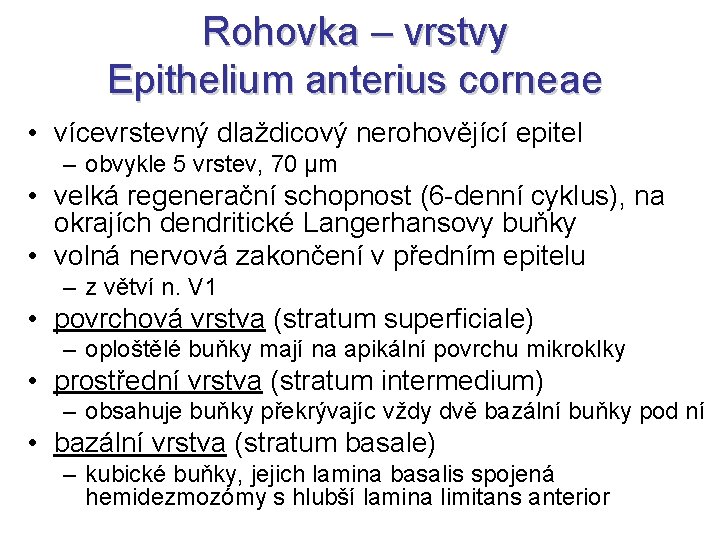 Rohovka – vrstvy Epithelium anterius corneae • vícevrstevný dlaždicový nerohovějící epitel – obvykle 5