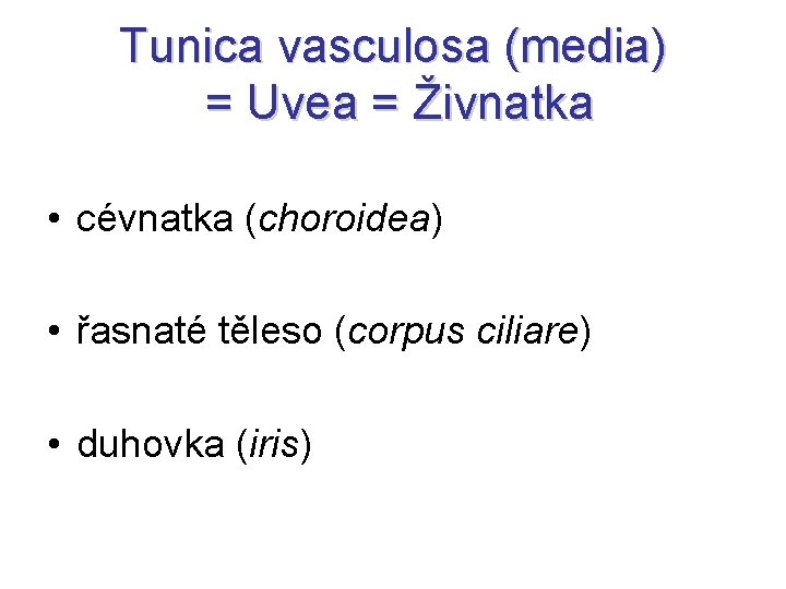 Tunica vasculosa (media) = Uvea = Živnatka • cévnatka (choroidea) • řasnaté těleso (corpus