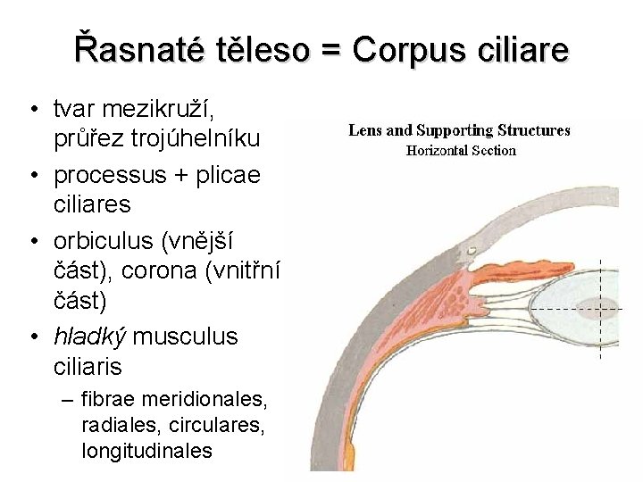 Řasnaté těleso = Corpus ciliare • tvar mezikruží, průřez trojúhelníku • processus + plicae