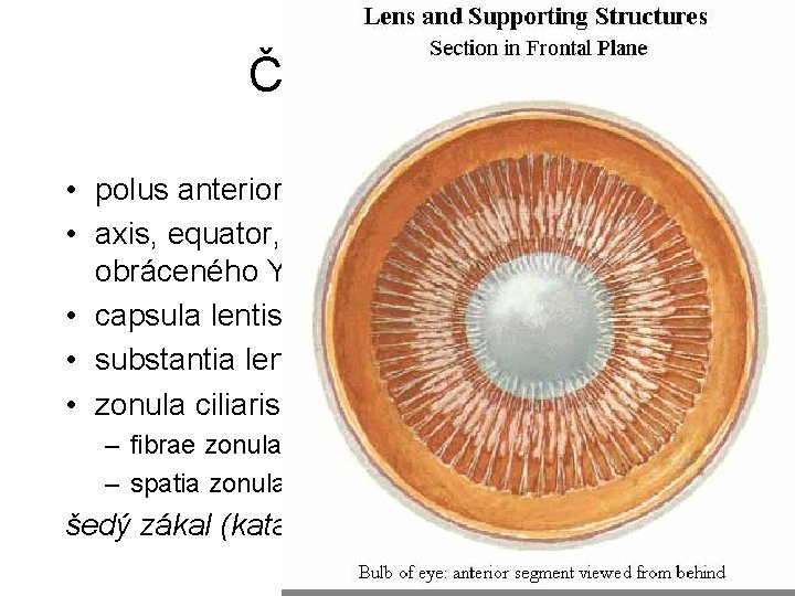 Čočka = Lens • polus anterior, posterior • axis, equator, radii (švy ve tvaru