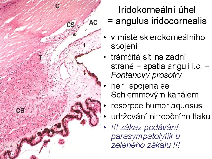 Iridokorneální úhel = angulus iridocornealis • v místě sklerokorneálního spojení • trámčitá síť na