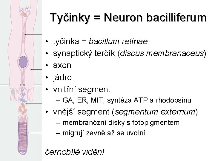 Tyčinky = Neuron bacilliferum • • • tyčinka = bacillum retinae synaptický terčík (discus