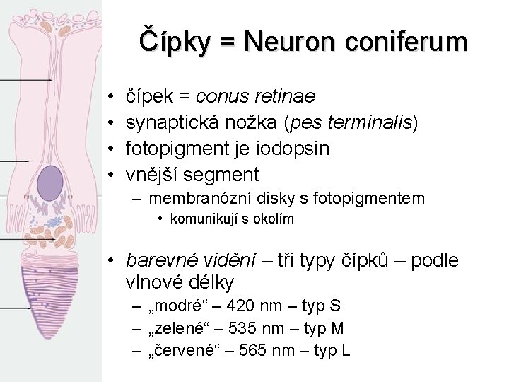 Čípky = Neuron coniferum • • čípek = conus retinae synaptická nožka (pes terminalis)