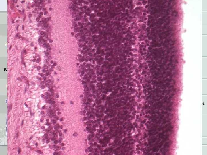 Tunica sensoria (interna) Vrstvy zrakové části sítnice • stratum pigmentosum (1. ) • stratum