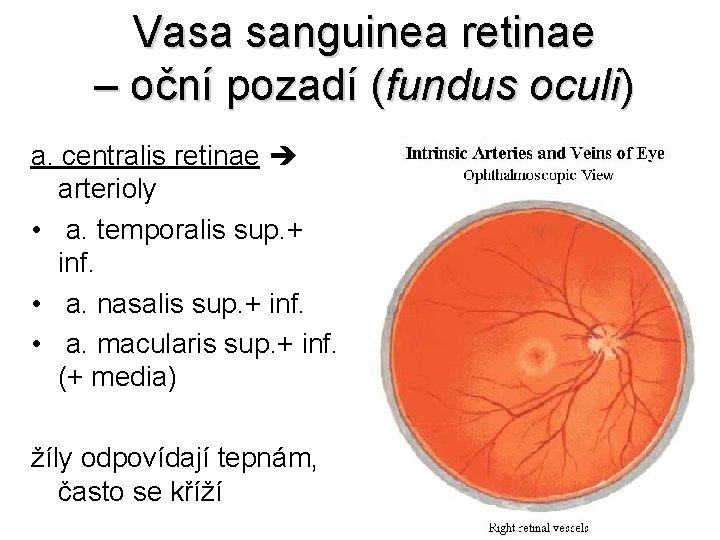 Vasa sanguinea retinae – oční pozadí (fundus oculi) a. centralis retinae arterioly • a.