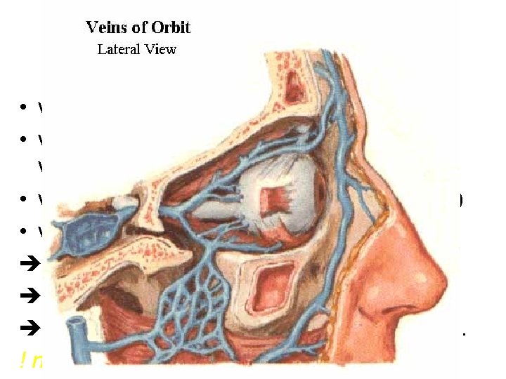 Žilní zásobení oka – 3 odtoky • vv. episclerales • vv. ciliares ant. vv.