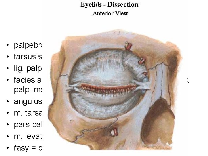 Víčka = Palpebrae • • • palpebra superior, inferior tarsus superior (10 mm), inferior