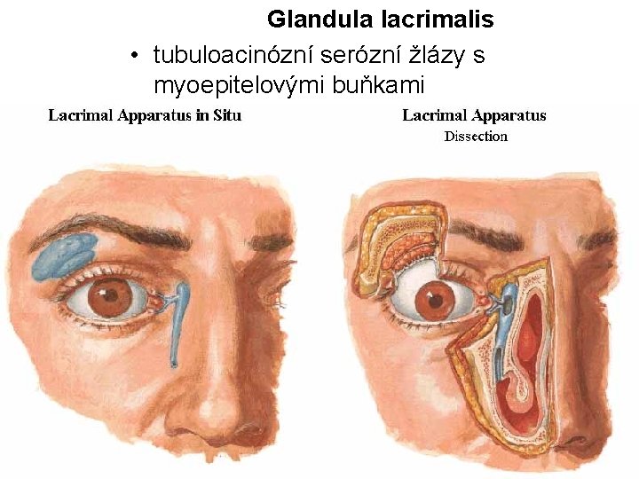 Glandula lacrimalis • tubuloacinózní serózní žlázy s myoepitelovými buňkami 