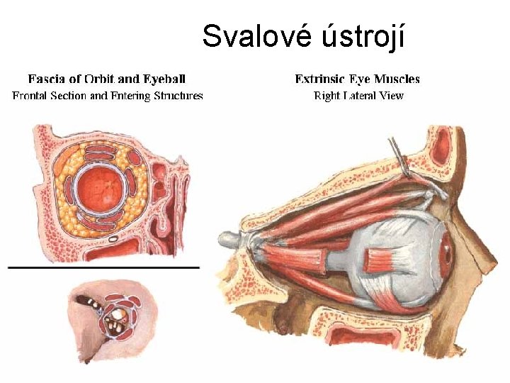 Svalové ústrojí • mm. recti bulbi: sup. , inf. , med. , lat. (VI.