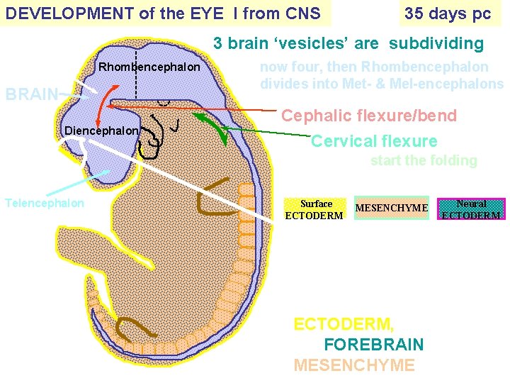 DEVELOPMENT of the EYE I from CNS 35 days pc 3 brain ‘vesicles’ are