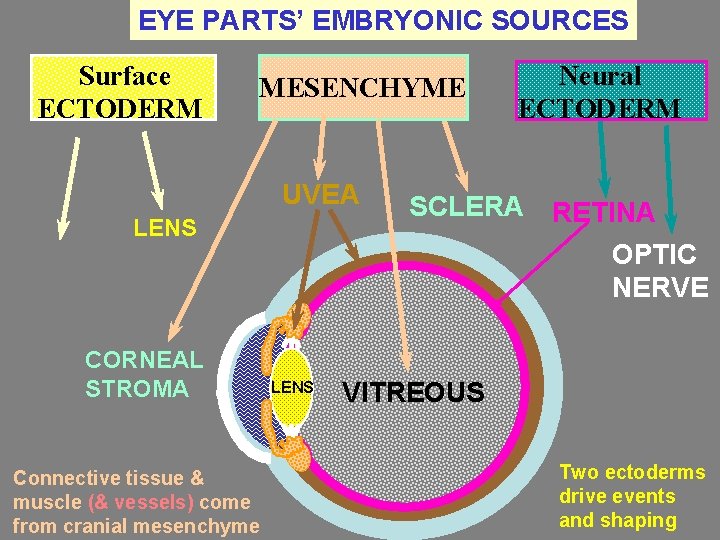 EYE PARTS’ EMBRYONIC SOURCES Surface ECTODERM MESENCHYME UVEA LENS CORNEAL EPITHELIUM CORNEAL STROMA Connective
